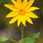 Stein Valley hiking photograph